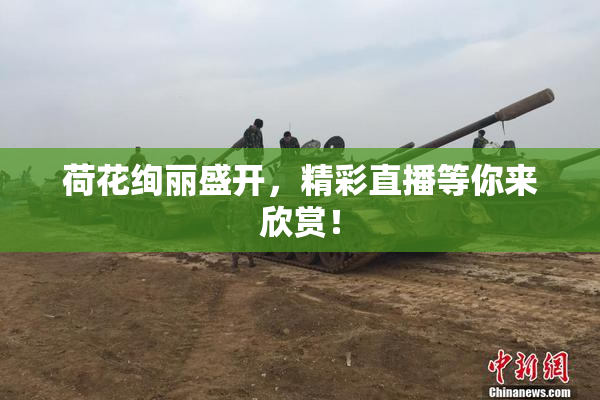 荷花绚丽盛开，精彩直播等你来欣赏！