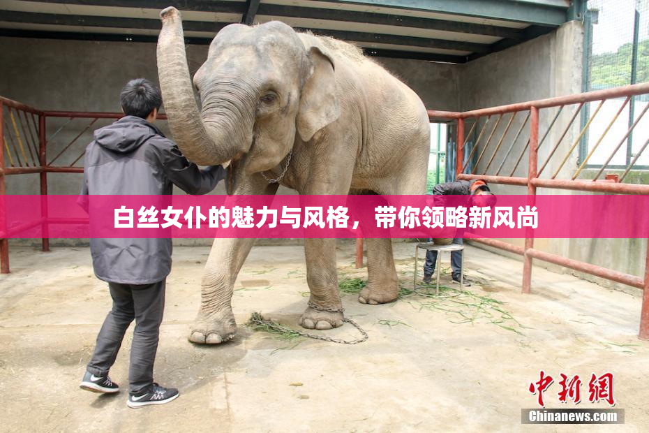 白丝女仆的魅力与风格，带你领略新风尚