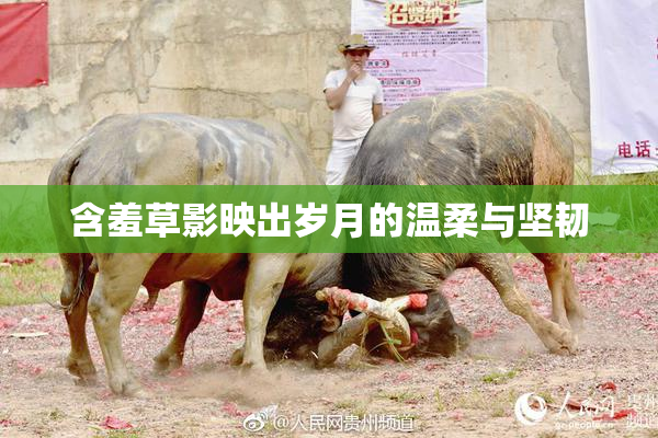 含羞草影映出岁月的温柔与坚韧