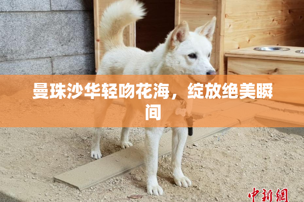 曼珠沙华轻吻花海，绽放绝美瞬间