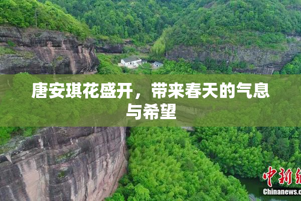 唐安琪花盛开，带来春天的气息与希望