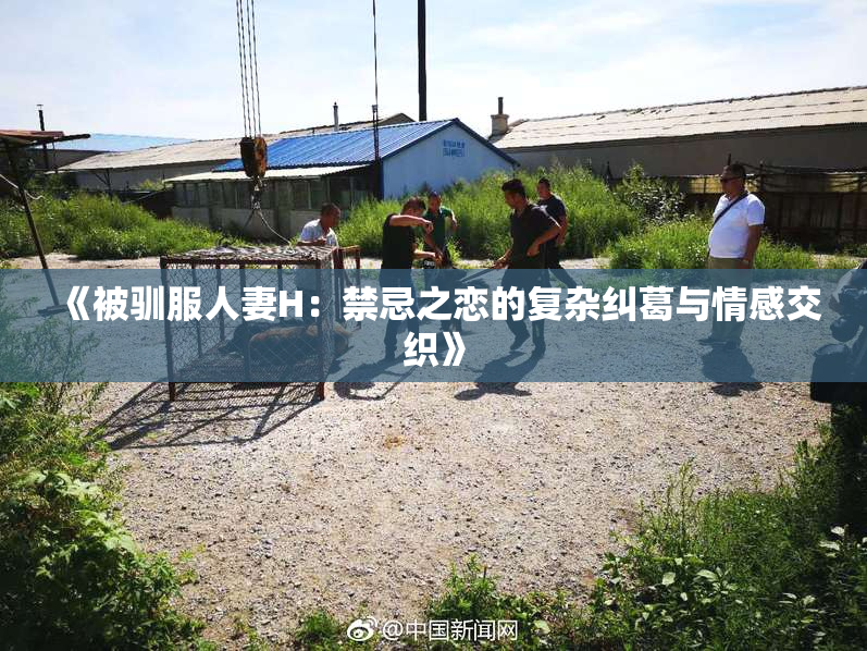 《被驯服人妻H：禁忌之恋的复杂纠葛与情感交织》