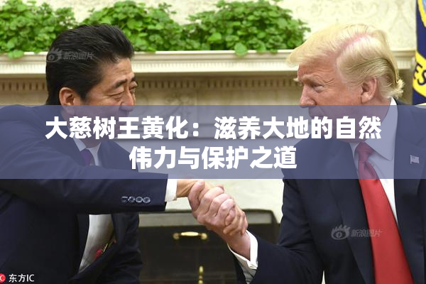 大慈树王黄化：滋养大地的自然伟力与保护之道