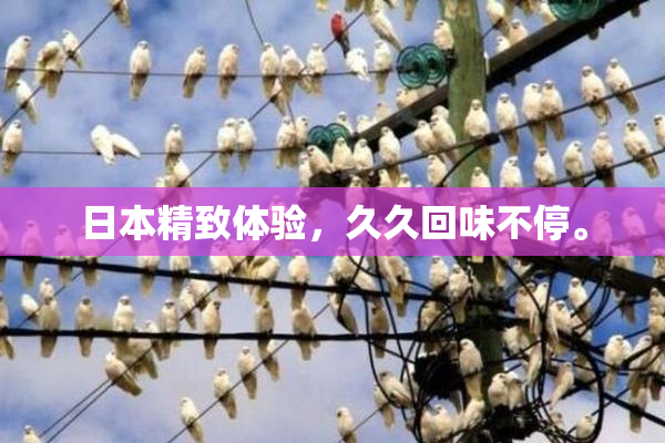 日本精致体验，久久回味不停。