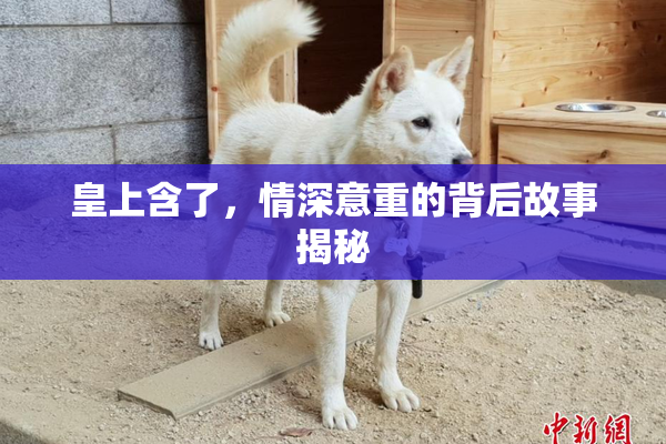 皇上含了，情深意重的背后故事揭秘