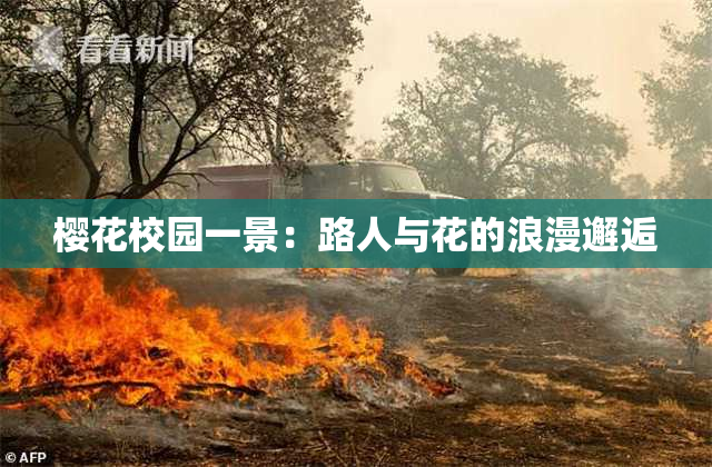 樱花校园一景：路人与花的浪漫邂逅