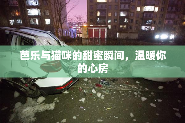 芭乐与猫咪的甜蜜瞬间，温暖你的心房