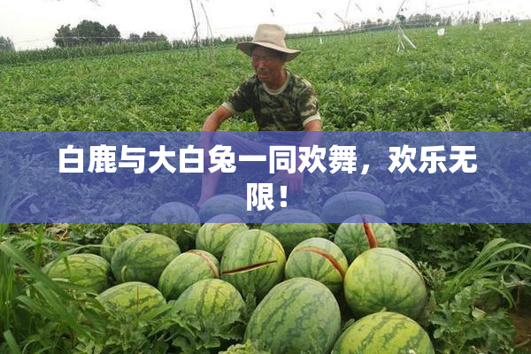 白鹿与大白兔一同欢舞，欢乐无限！