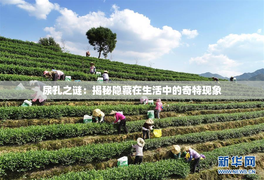 尿孔之谜：揭秘隐藏在生活中的奇特现象