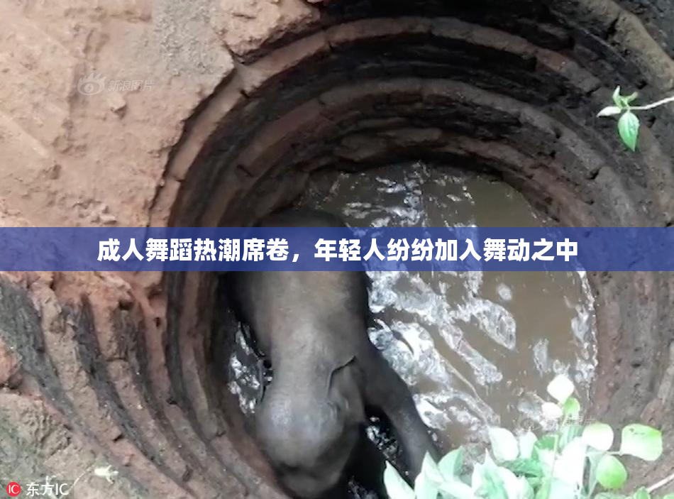 成人舞蹈热潮席卷，年轻人纷纷加入舞动之中