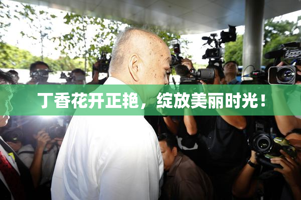 丁香花开正艳，绽放美丽时光！