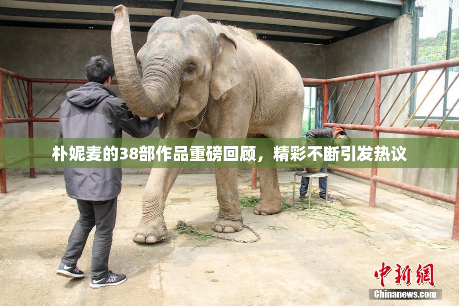 朴妮麦的38部作品重磅回顾，精彩不断引发热议