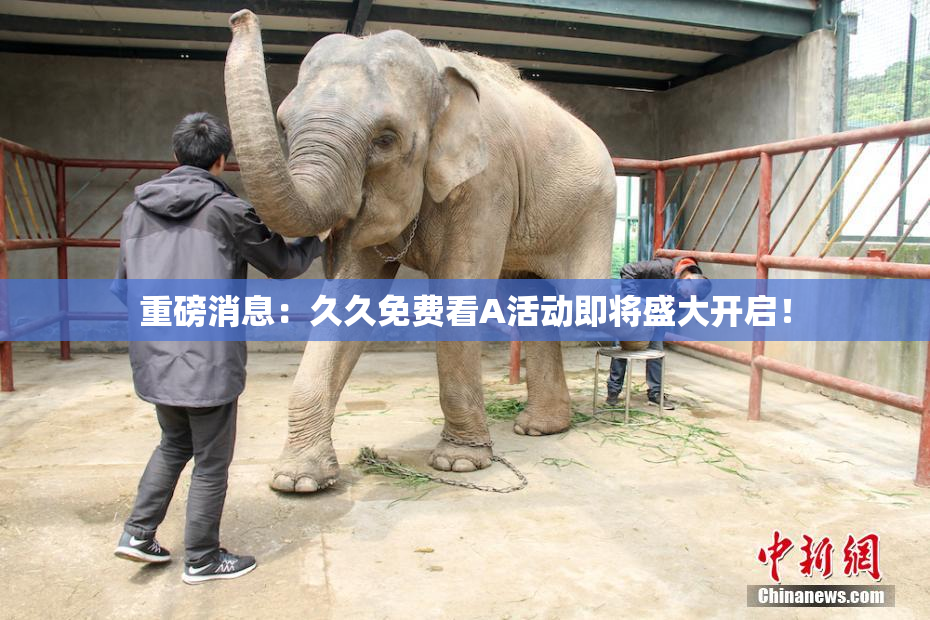 重磅消息：久久免费看A活动即将盛大开启！