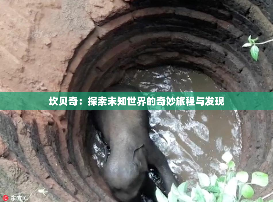 坎贝奇：探索未知世界的奇妙旅程与发现