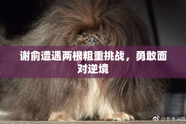 谢俞遭遇两根粗重挑战，勇敢面对逆境