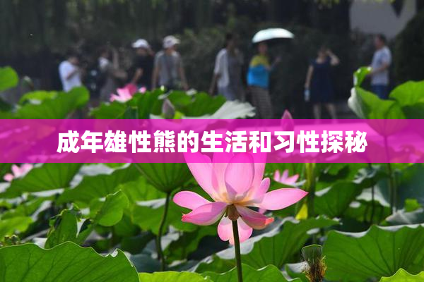 成年雄性熊的生活和习性探秘