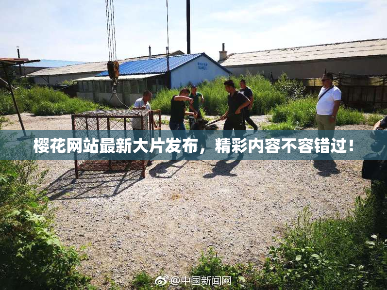 樱花网站最新大片发布，精彩内容不容错过！