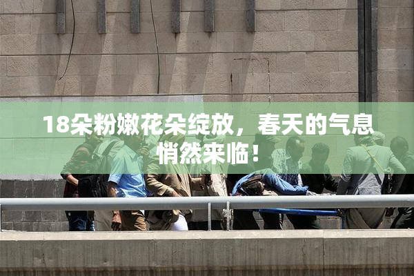 18朵粉嫩花朵绽放，春天的气息悄然来临！