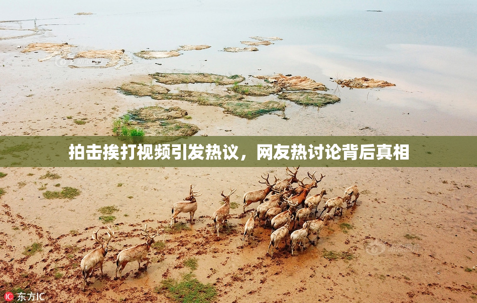 拍击挨打视频引发热议，网友热讨论背后真相