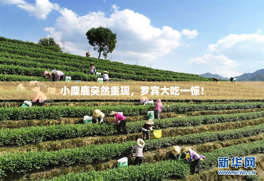小麋鹿突然重现，罗宾大吃一惊！