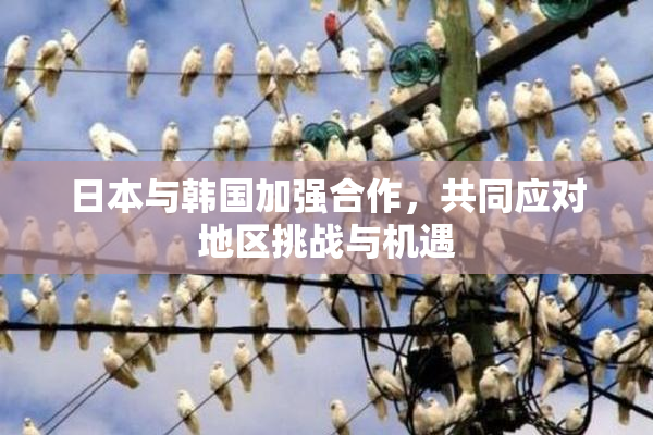 日本与韩国加强合作，共同应对地区挑战与机遇