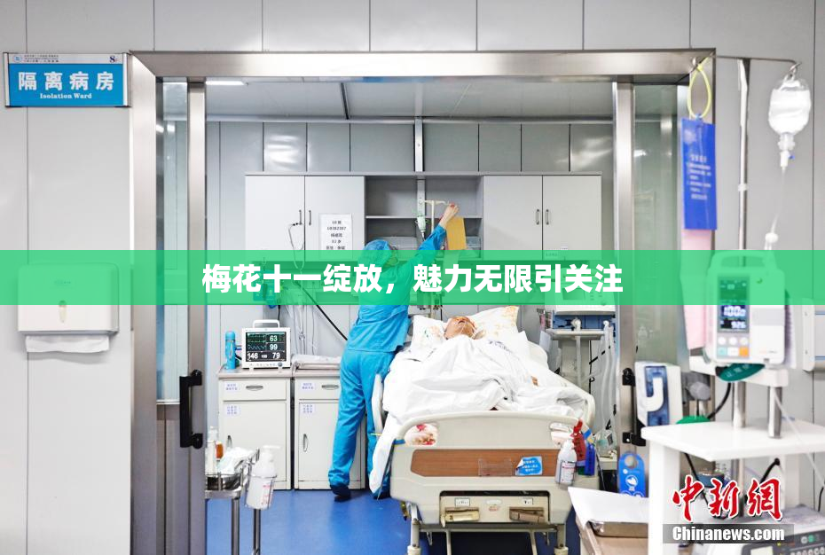 梅花十一绽放，魅力无限引关注