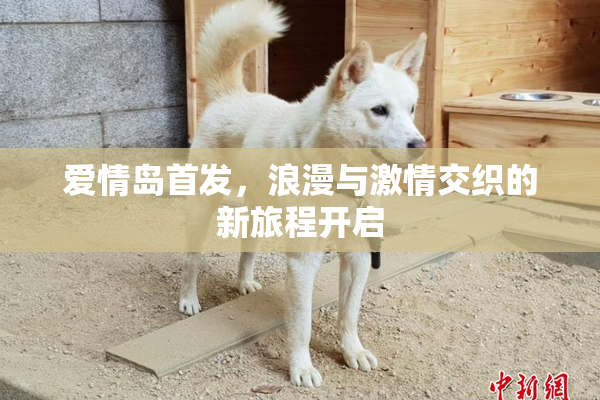 爱情岛首发，浪漫与激情交织的新旅程开启