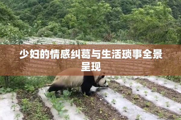 少妇的情感纠葛与生活琐事全景呈现