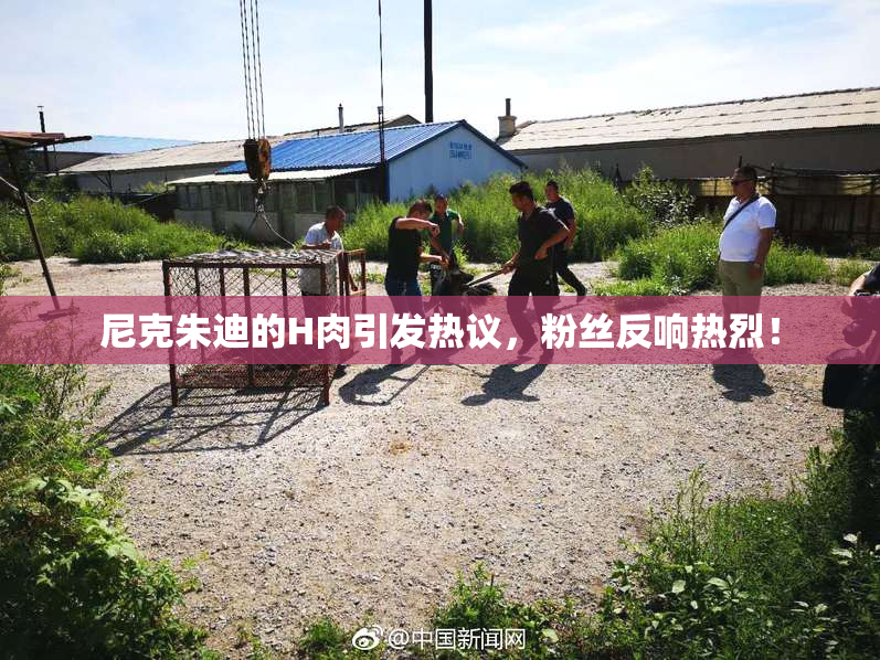 尼克朱迪的H肉引发热议，粉丝反响热烈！