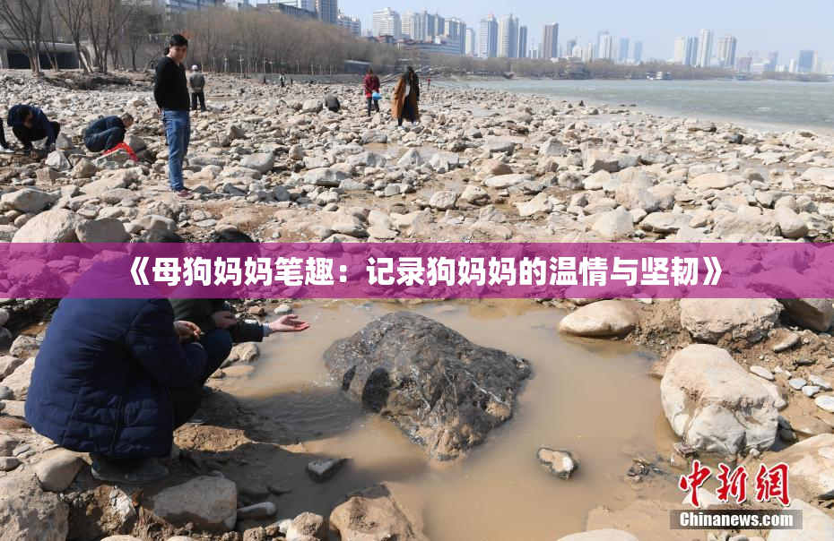 《母狗妈妈笔趣：记录狗妈妈的温情与坚韧》