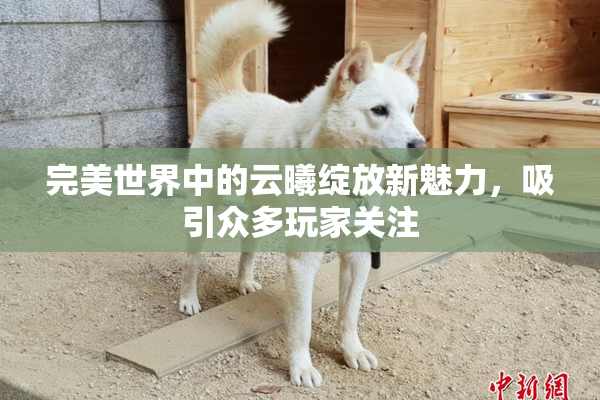 完美世界中的云曦绽放新魅力，吸引众多玩家关注