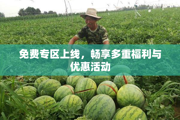 免费专区上线，畅享多重福利与优惠活动