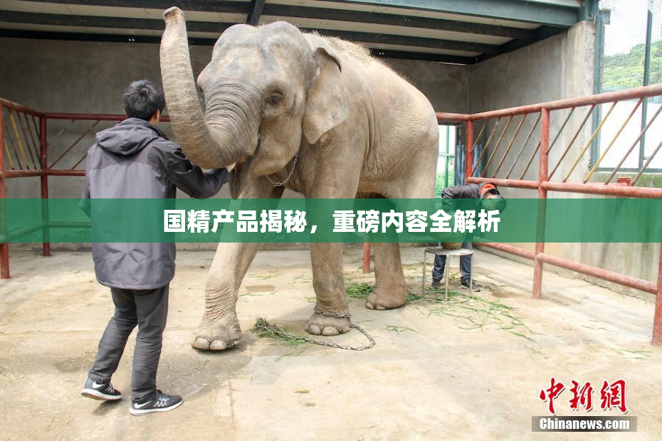 国精产品揭秘，重磅内容全解析