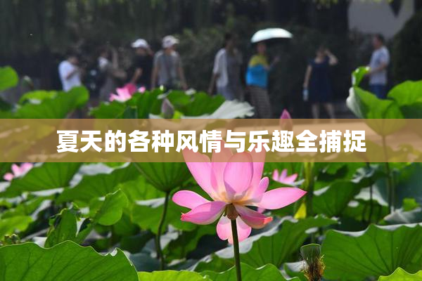 夏天的各种风情与乐趣全捕捉