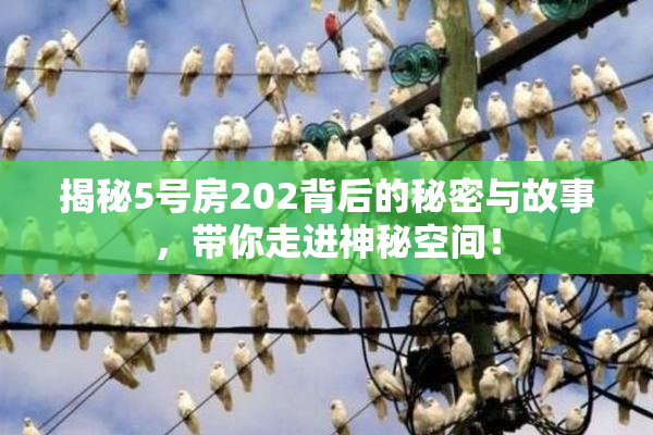 揭秘5号房202背后的秘密与故事，带你走进神秘空间！