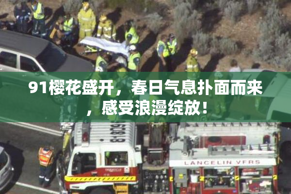 91樱花盛开，春日气息扑面而来，感受浪漫绽放！