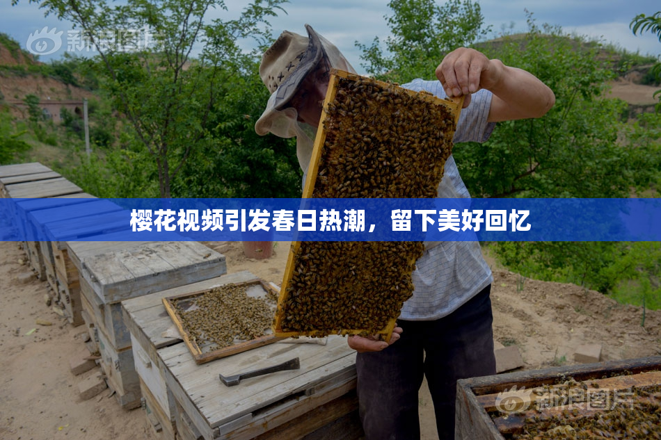 樱花视频引发春日热潮，留下美好回忆