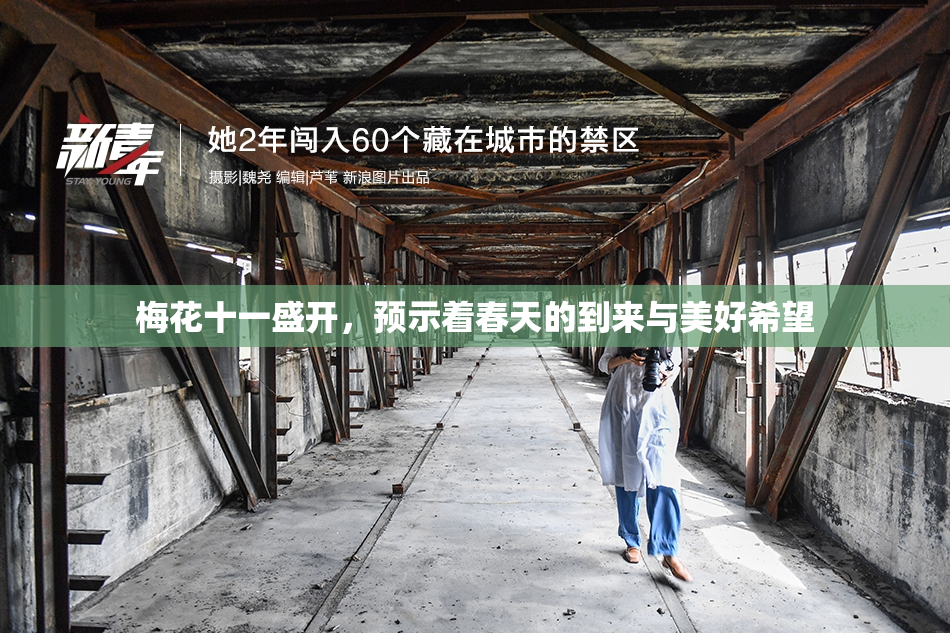 梅花十一盛开，预示着春天的到来与美好希望