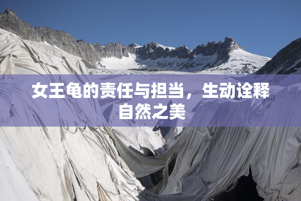 女王龟的责任与担当，生动诠释自然之美