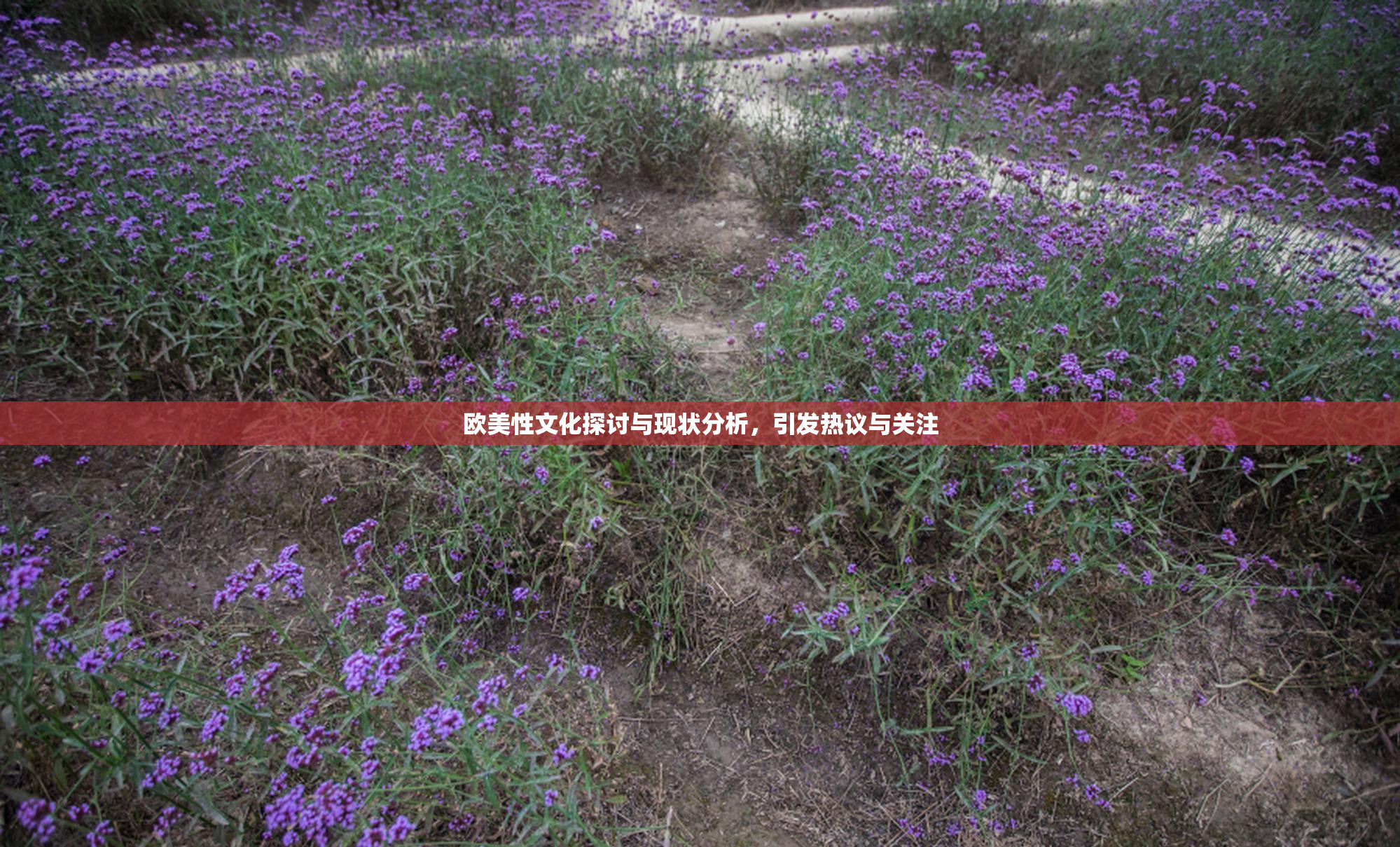 欧美性文化探讨与现状分析，引发热议与关注