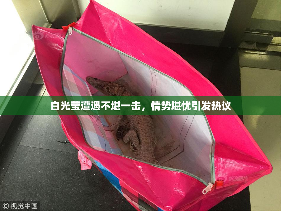 白光莹遭遇不堪一击，情势堪忧引发热议