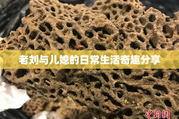 老刘与儿媳的日常生活奇趣分享