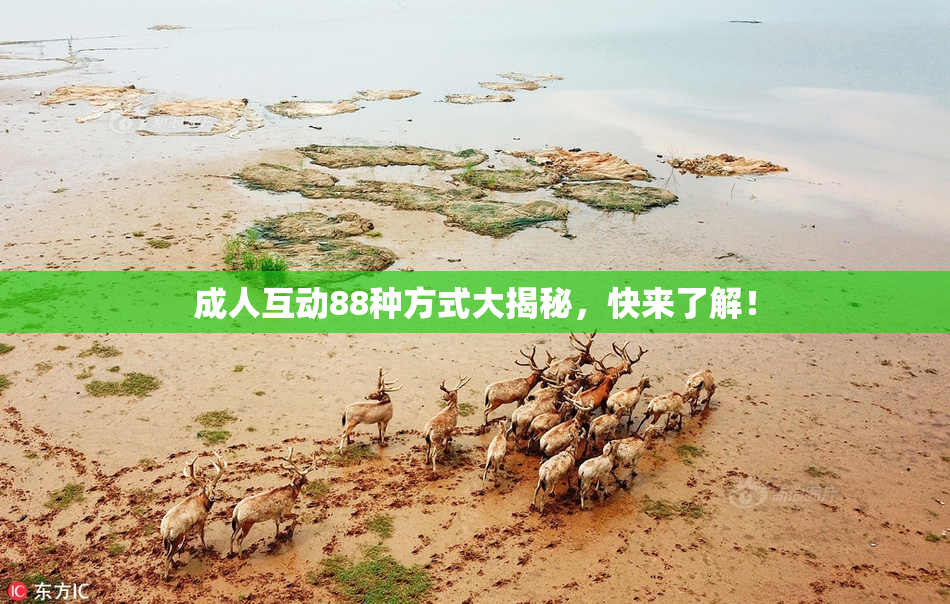 成人互动88种方式大揭秘，快来了解！