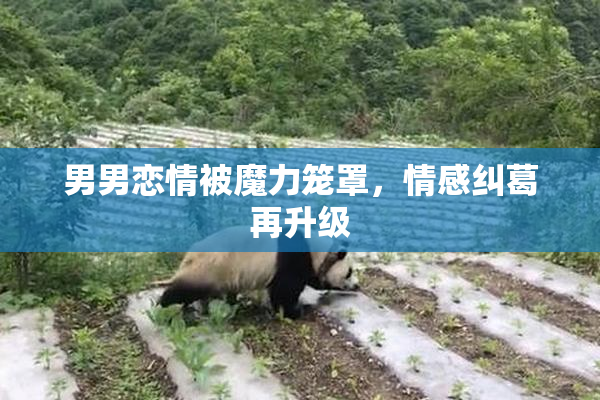 男男恋情被魔力笼罩，情感纠葛再升级