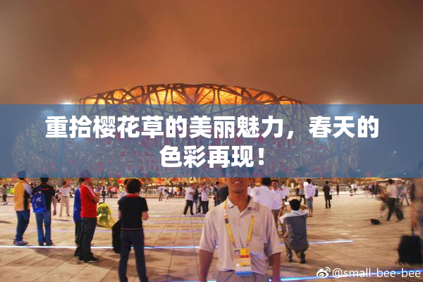 重拾樱花草的美丽魅力，春天的色彩再现！