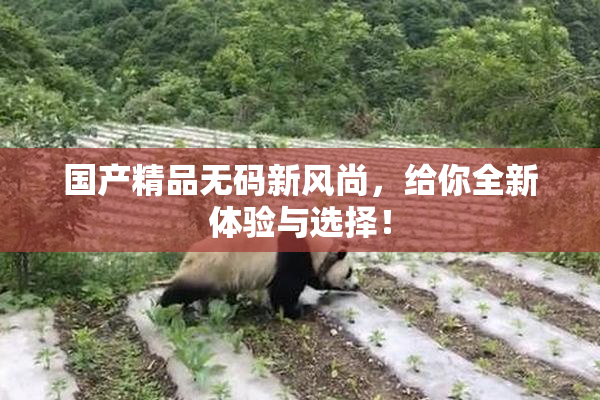 国产精品无码新风尚，给你全新体验与选择！