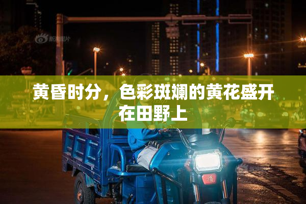黄昏时分，色彩斑斓的黄花盛开在田野上