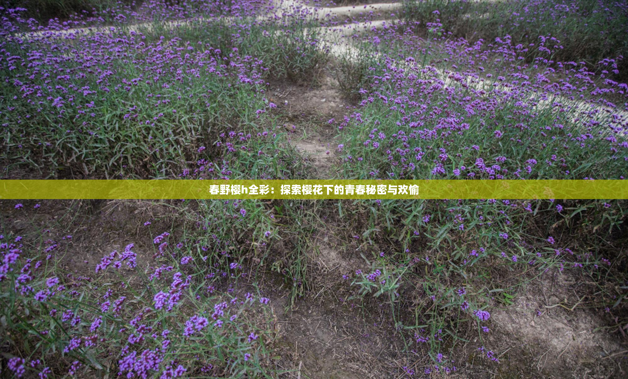 春野樱h全彩：探索樱花下的青春秘密与欢愉