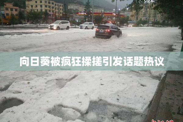 向日葵被疯狂揉搓引发话题热议