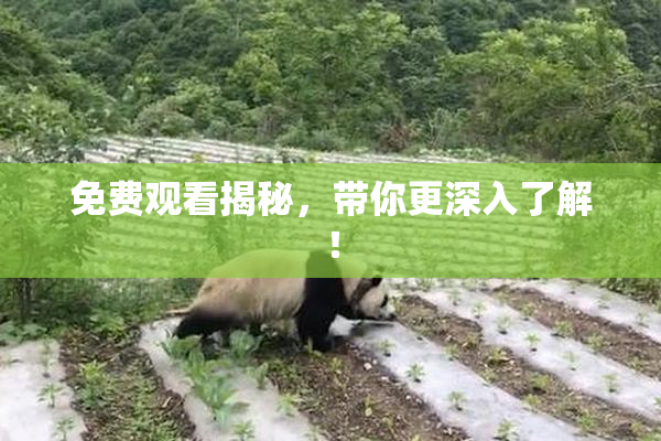免费观看揭秘，带你更深入了解！
